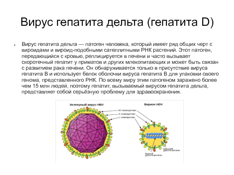Вирус гепатита дельта (гепатита D)Вирус гепатита дельта — патоген человека, который