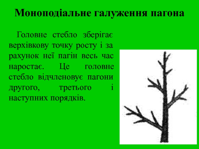 Реферат: Будова рослини Корінь пагін стебло