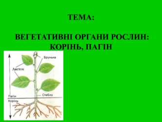 Вегетативні органи рослин: корінь, пагін