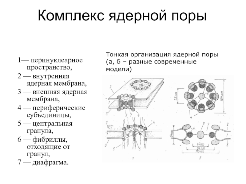 Строение комплекса