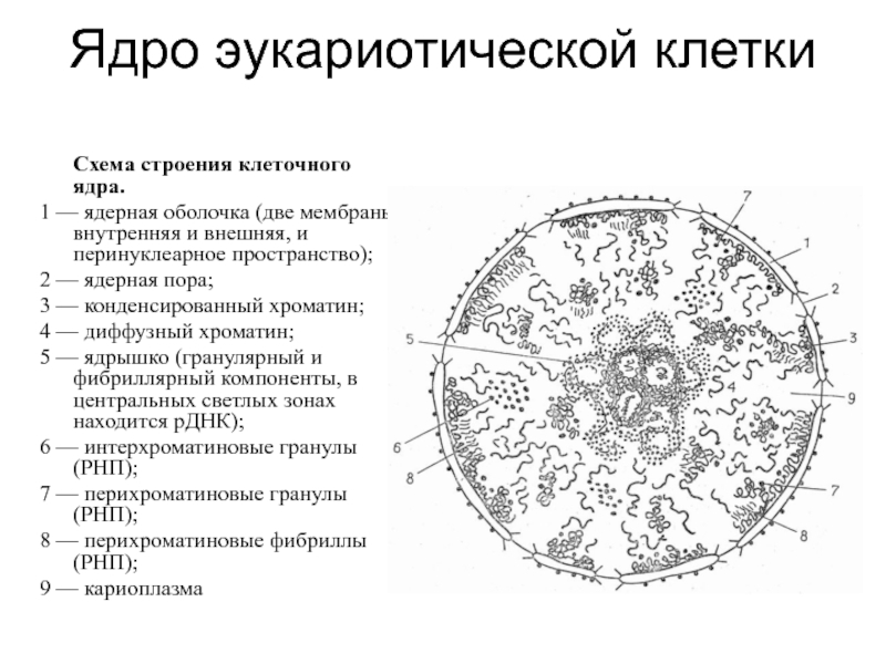 Схема строения ядра