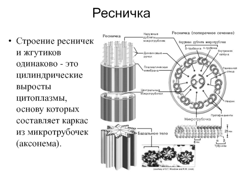 Жгутики и реснички. Строение ресничек и жгутиков в клетке. Реснички и жгутики клетки строение. Жгутики и реснички эукариот строение и функции. Схематическое изображение поперечного сечения микротрубочек.