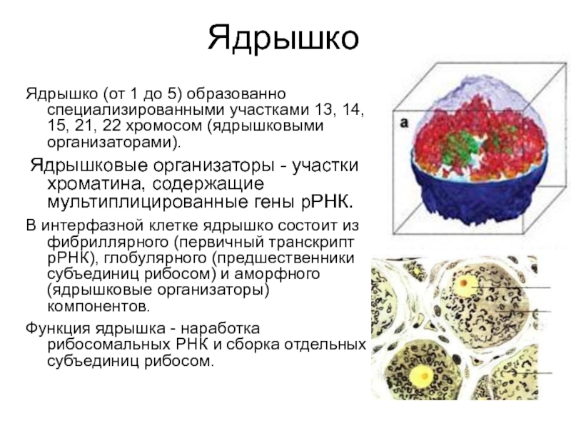 Характеристика ядра клетки