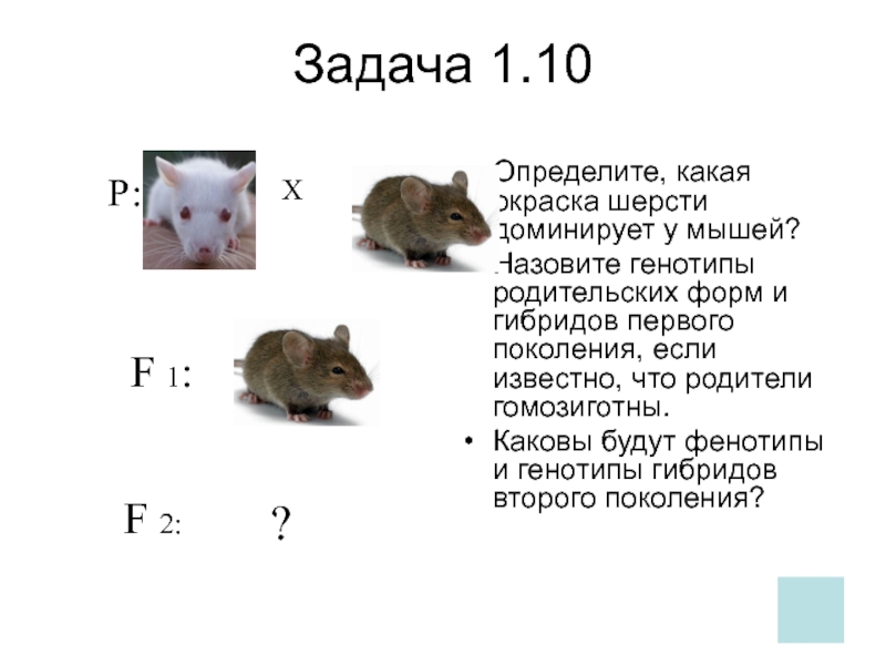 У мышей коричневая окраска шерсти доминирует над серой при скрещивании чистых линий мышей схема