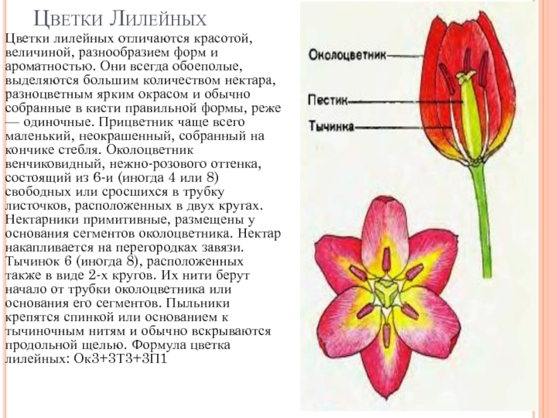 Какая формула цветка лилейных. Семейство Лилейные строение цветка. Околоцветник лилейных. Обоеполые цветки лилейных. Формула лилейных растений.