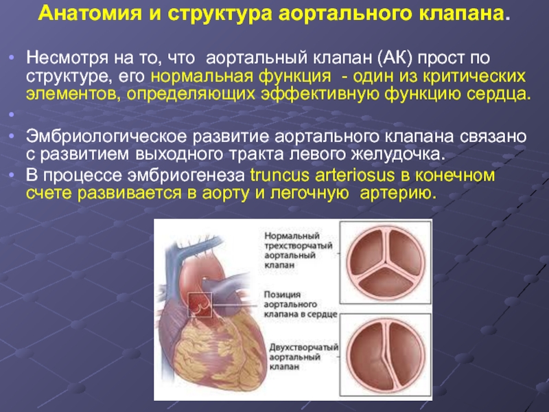 Аортальный клапан сердца