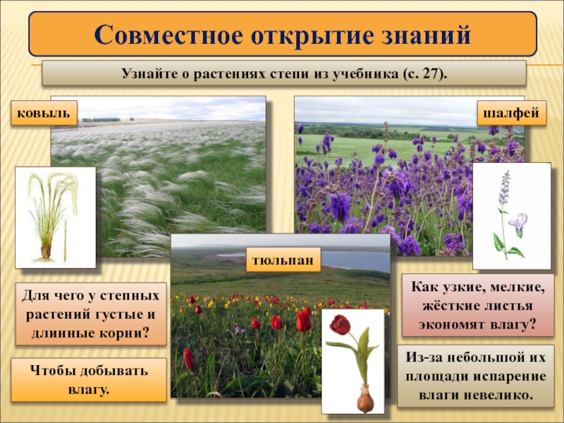 Какие травы в степи. Растения степи. Растения Степной зоны. Степи умеренного пояса растения. Растения степи России.
