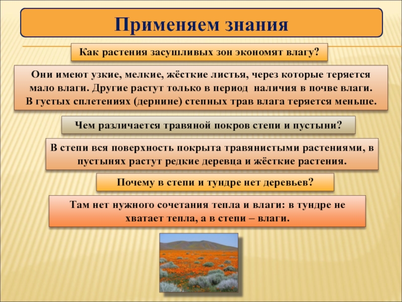 Что называют слепым пятном участок сетчатки на который не падает изображение