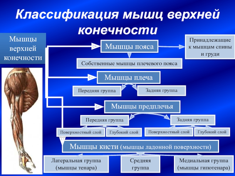 Классификация мышц. Классификация мышц спины. Классификация мышц груди. Мышцы по происхождению.