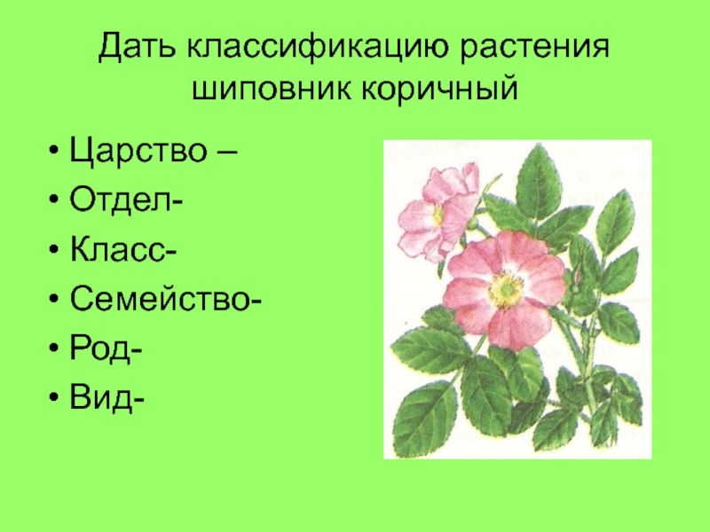 Женьшень царство отдел род вид. Класс и семейство шиповника. Шиповник коричный систематика. Шиповник вид род отдел царство. Шиповник коричный царство отдел класс семейство род вид.