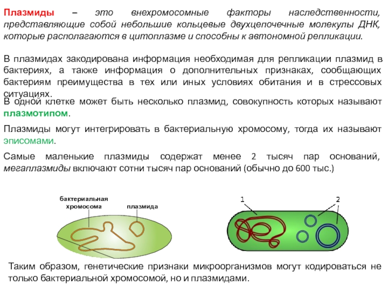 Прокариоты наследственная информация. Строение плазмиды бактерий. Плазмиды бактериальной клетки. Плазмиды прокариот функции. Строение плазмид бактерий.
