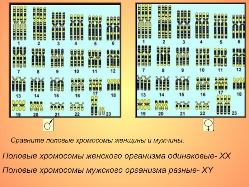 Хромосомы пола. Хромосомы мужчины и женщины разница. Хромосмы женщины и мужчин. Хромосомы у мужчин и женщин. Половые хромосомы женщины и мужчины.