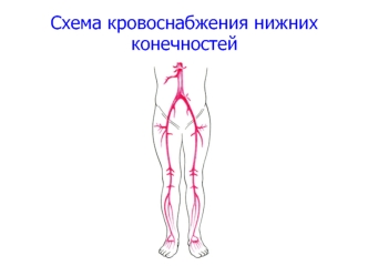 Схема кровоснабжения нижних конечностей