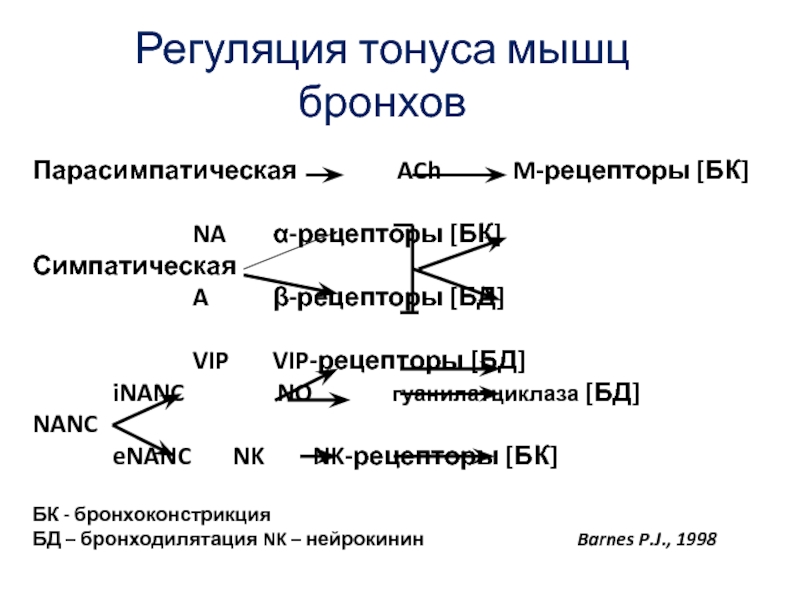 Регуляция тонуса. Уровни регуляции мышечного тонуса. Регуляция тонуса мышц физиология. Спинальные механизмы регуляции мышечного тонуса. Регуляция тонуса гладких мышц бронхов.