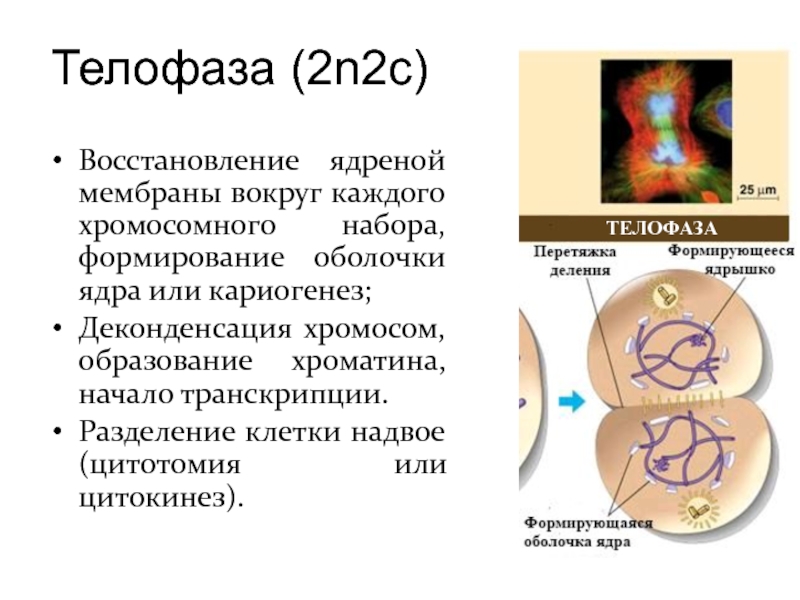 Телофаза (2n2c)Восстановление ядреной мембраны вокруг каждого хромосомного набора, формирование оболочки ядра или