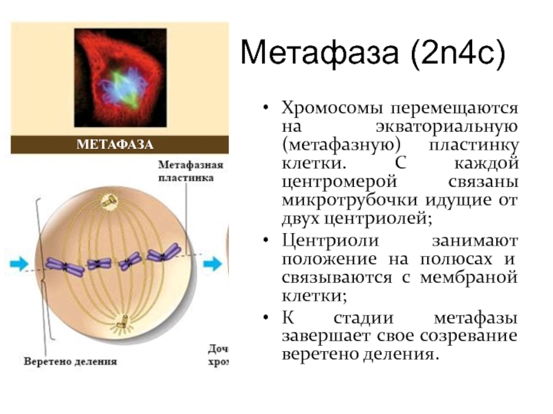 Метафаза (2n4c) Хромосомы перемещаются на экваториальную (метафазную) пластинку клетки. С каждой центромерой