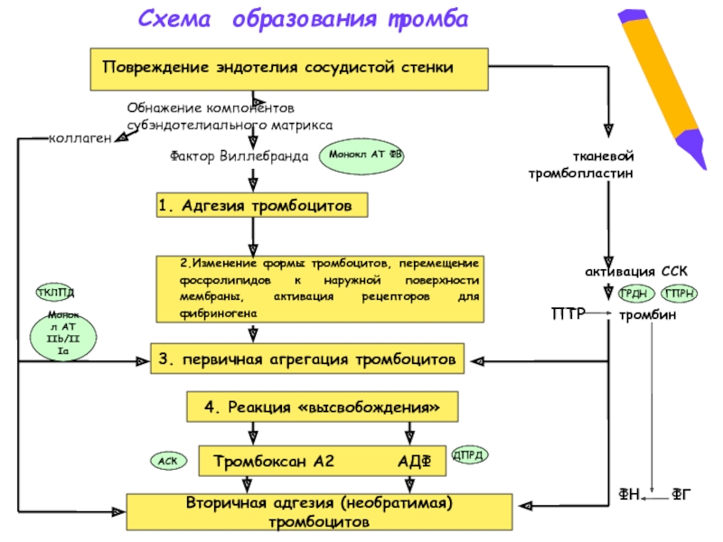 Активация тромбоцитов схема