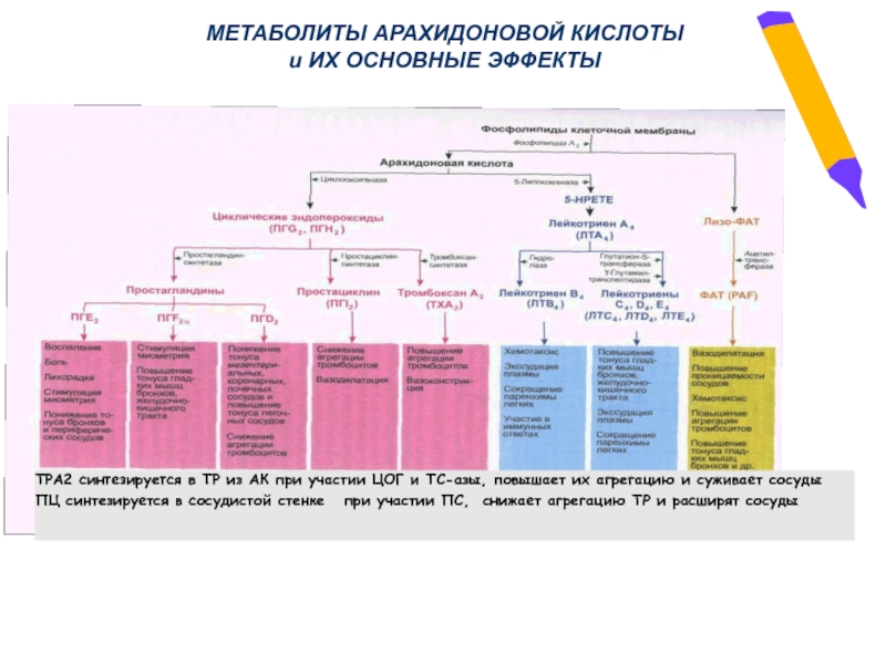 Схема арахидоновой кислоты