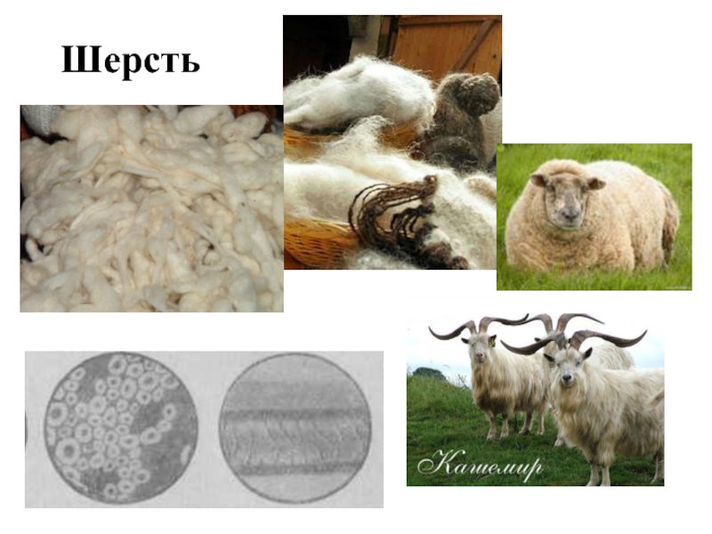 Цвет шерсти овец. Шерсть волокно. Овечья шерсть. Шерсть животных. Волокна овечьей шерсти.