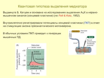 Квантовая гипотеза выделения медиатора