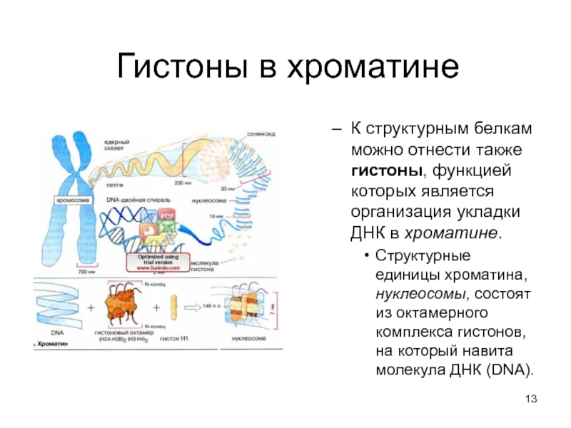 Белки гистоны. Гистоны функции. Гистоновые белки функции. Гистоны строение и функции. Гистоны и негистоновые белки хроматина.