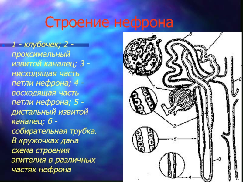 Проксимальный извитой каналец