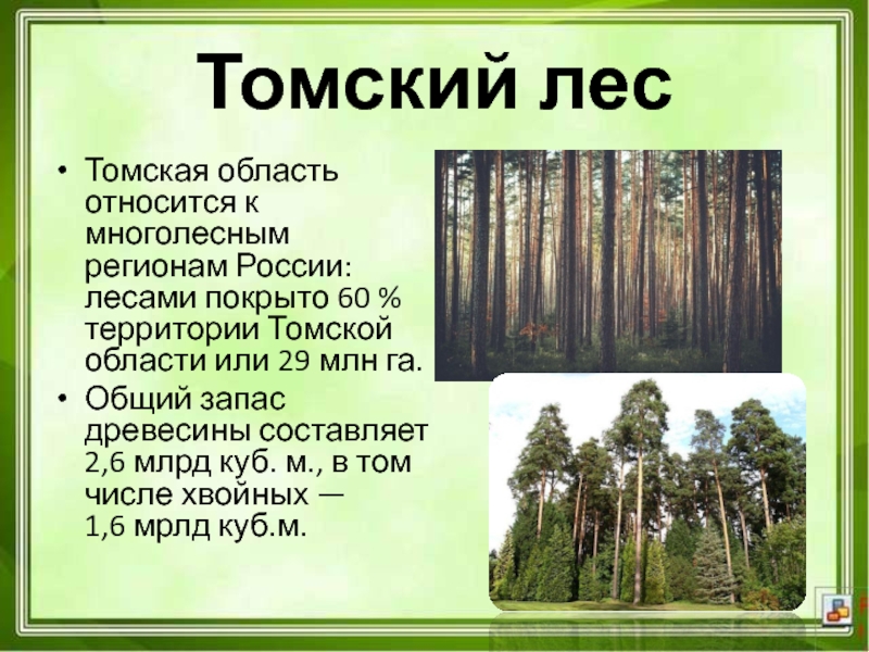 Число хвойных. Лес Томской области.