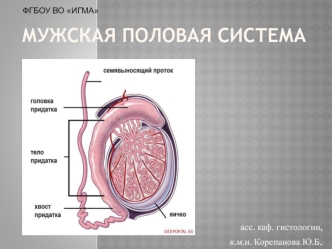 Мужская половая система