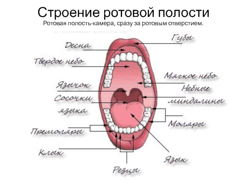Устройство полости рта. Строение ротовой полости. Строение рта и ротовой полости. Органы ротовой полости анатомия.