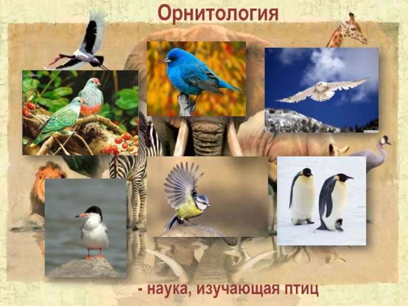 Методы изучения птиц. Орнитология птицы. Орнитология это наука. Орнитология это в биологии. Изучаем птиц.