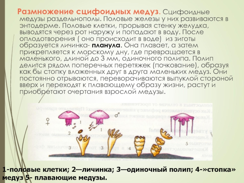 Размножение сцифоидных медуз. Сцифоидные медузы раздельнополы. Половые железы у них развиваются в энтодерме. Половые клетки,