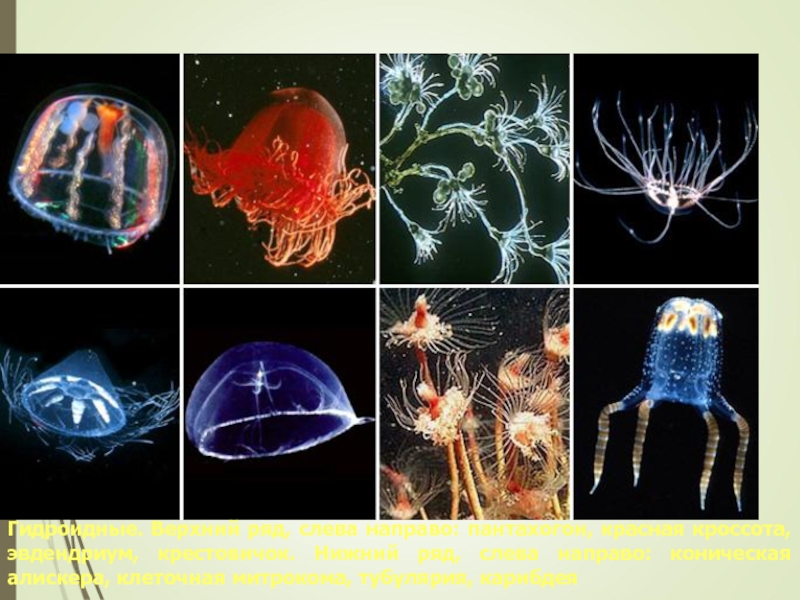 Гидроидные. Верхний ряд, слева направо: пантахогон, красная кроссота, эвдендриум, крестовичок. Нижний ряд, слева направо: коническая алискера, клеточная