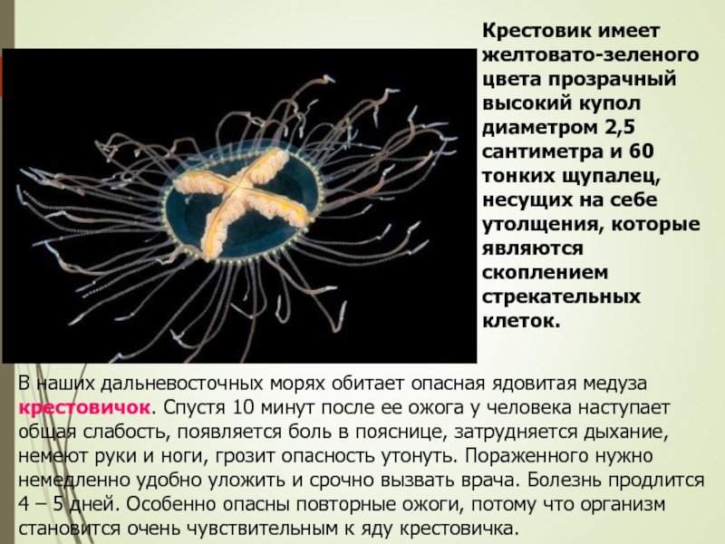 В наших дальневосточных морях обитает опасная ядовитая медуза крестовичок. Спустя 10 минут после ее ожога у человека