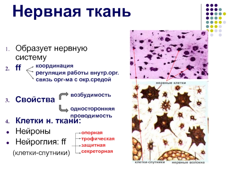 Ткани образуют. Нервная ткань клетки спутники. Клетка Спутник функции. Клетки-спутники (нейроглия). Характеристика нервной ткани.