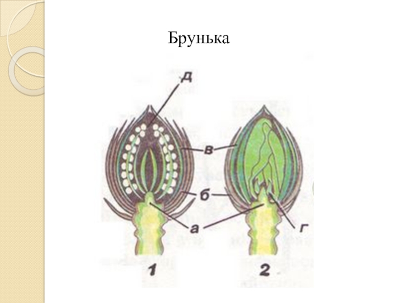 Звездолет брунька рисунок