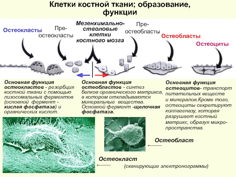 Схема строение остеокласта