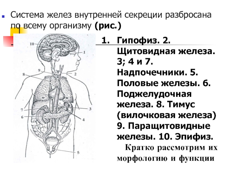 Тест железы внутренней секреции 8 класс. Железы внутренней секреции вилочковая железа функции. Тимус железа внутренней секреции. Железы внутренней секреции: гипофиз, надпочечники, щитовидная железа.. Железы внутренней секреции (щитовидная, вилочковая, гипофиз, эпифиз).