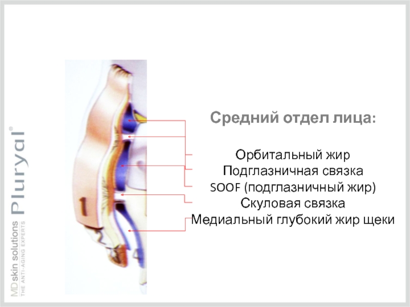 Средний отдел лица:  Орбитальный жир Подглазничная связка SOOF (подглазничный жир) Скуловая