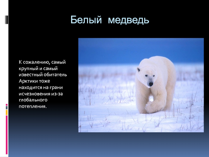 Почему медведи умирают. Белые медведи на грани вымирания. Белые медведи вымирают. Причины вымирания белых медведей. Почему белые медведи на грани исчезновения.