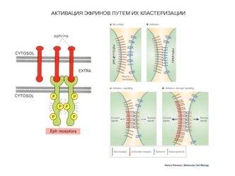 Активизация эфринов путем их кластеризации