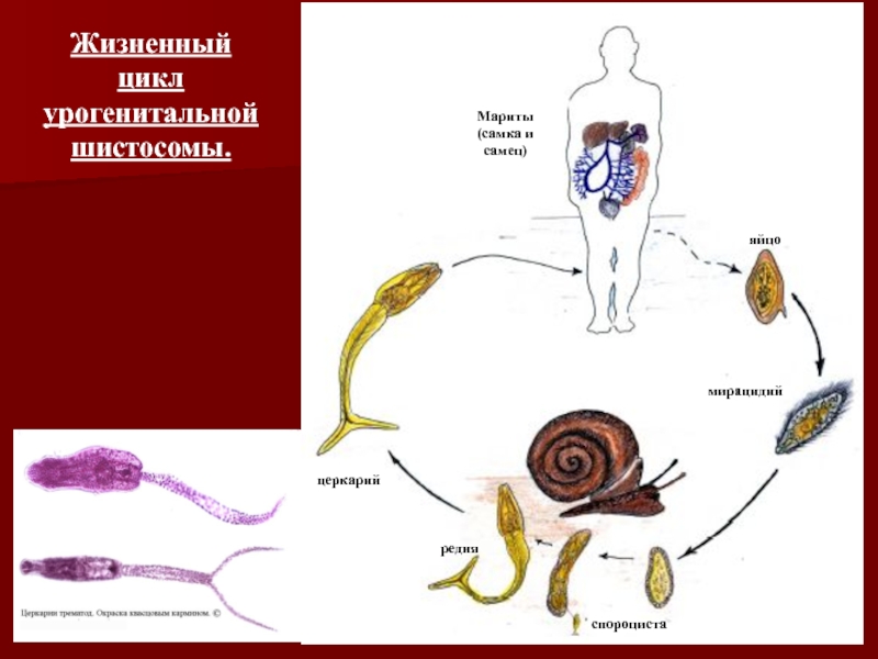 Спороцисты редии. Schistosoma japonicum жизненный цикл. Цикл развития кровяного сосальщика. Schistosoma жизненный цикл. Кровяной сосальщик жизненный цикл.