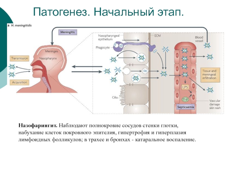 Кальций на стенках сосудов