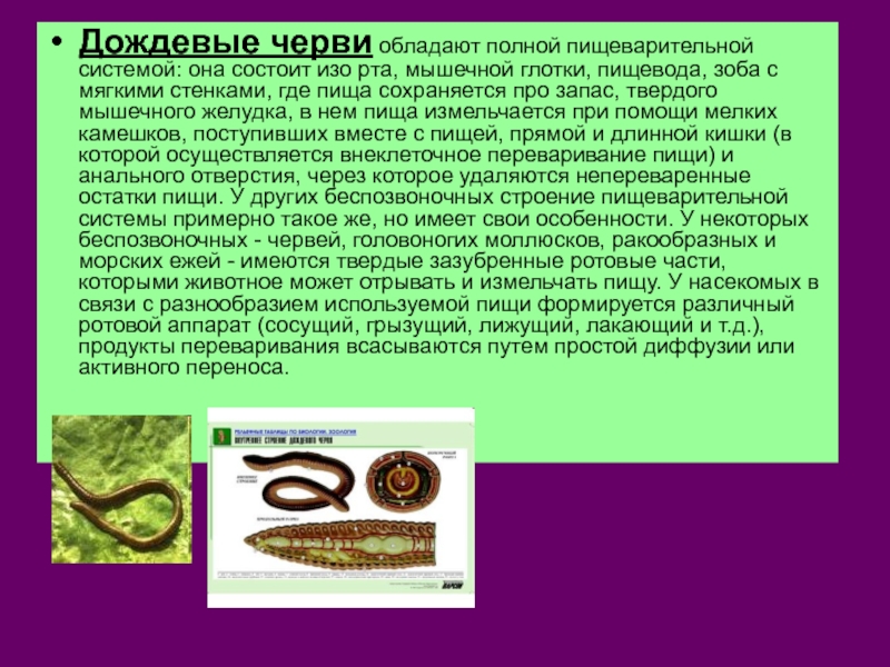 Строение пищеварительной системы червя. Пищеварение дождевых червей. Дождевые черви пищеварительная система. Пищеварительная система червя. Пищеварительная система дождевого червя.