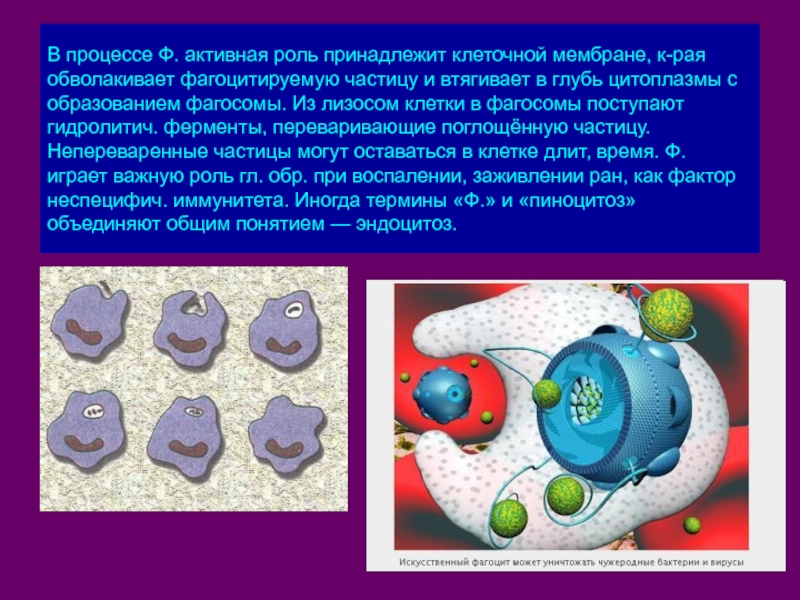 Лизосомы фагоцитирующих клеток.. Внутриклеточное пищеварение лизосомы. Фагоцитоз лизосома. Фагосомы функции. Наличие ферментов в клетках