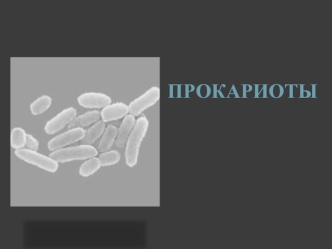 Прокариоты.Уровни клеточной организации