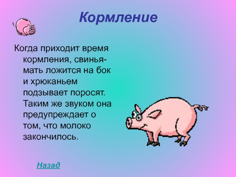 Когда день свиньи