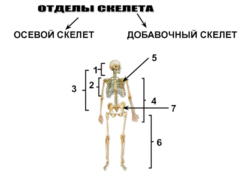 Соединиться скелет