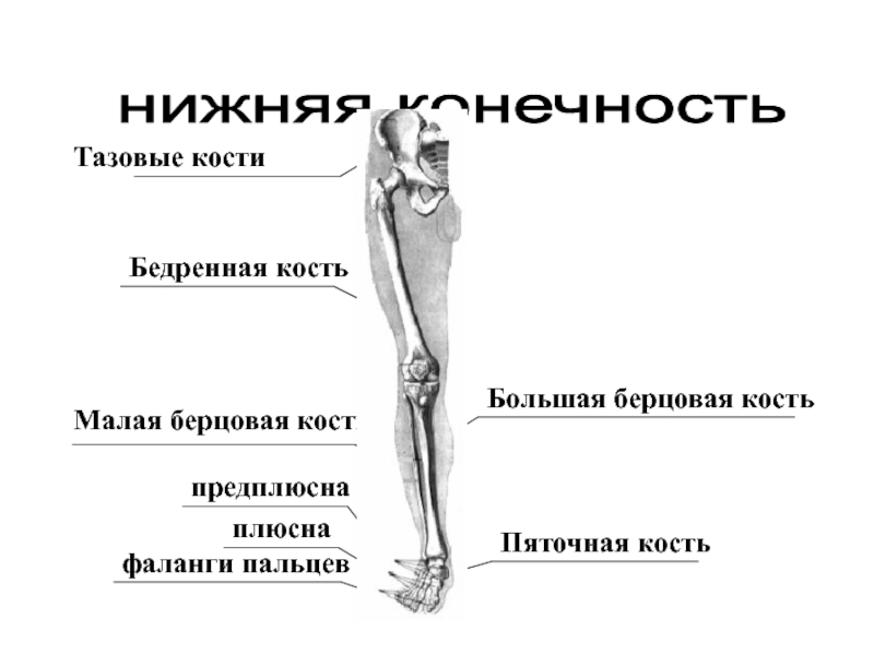 Находится берцовая кость