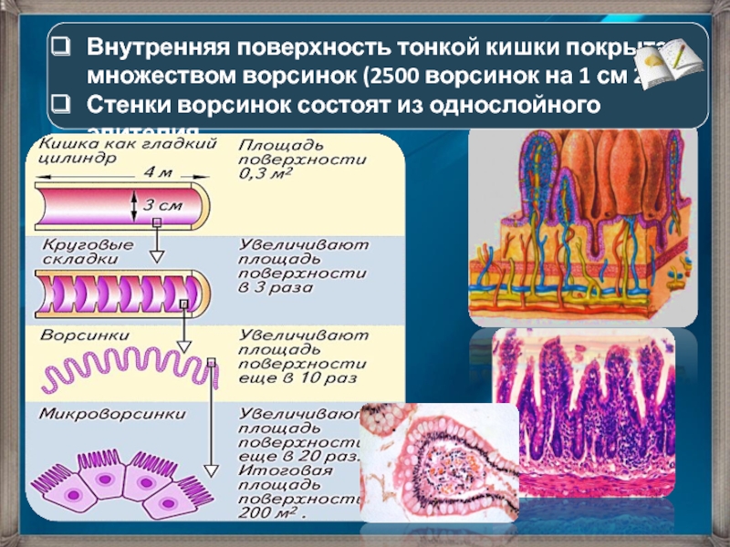 Внутренняя поверхность кишечника. Ворсинки и микроворсинки. Микроворсинки кишечной ворсинки. Ворсинки тонкого кишечника анатомия. Микроворсинки тонкого кишечника.