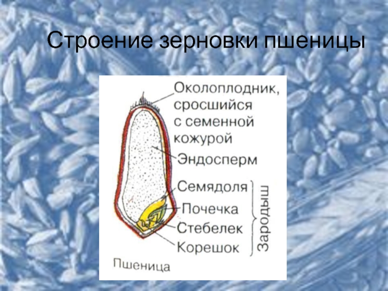 На рисунке подпишите части зерновки пшеницы